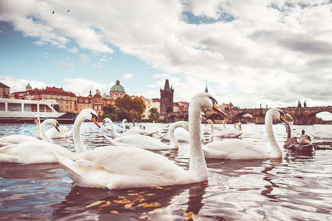 Quiet Apartment With Balcony Charles Bridge Prague Extérieur photo